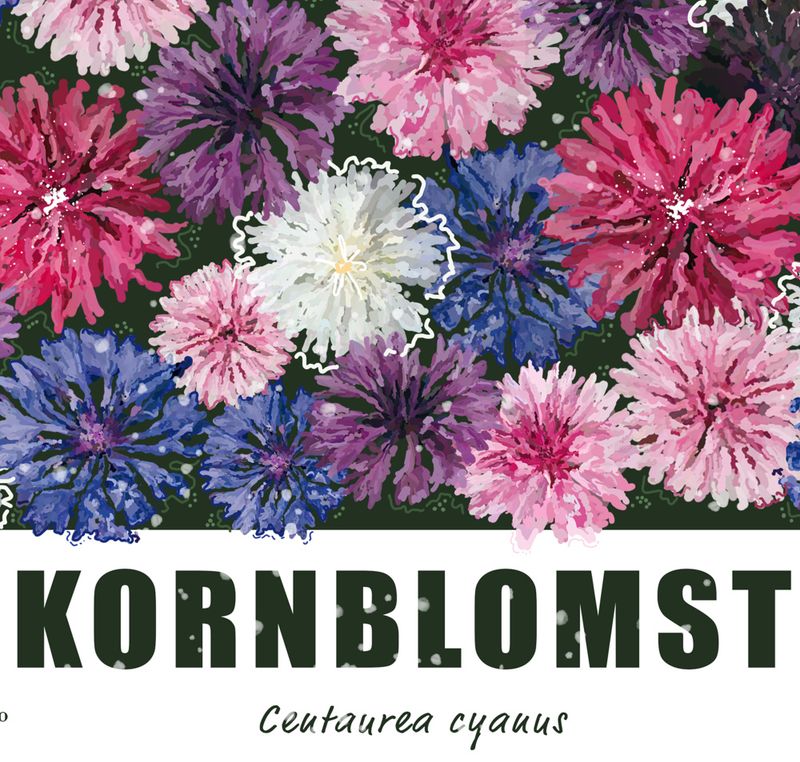 Kornblomst 