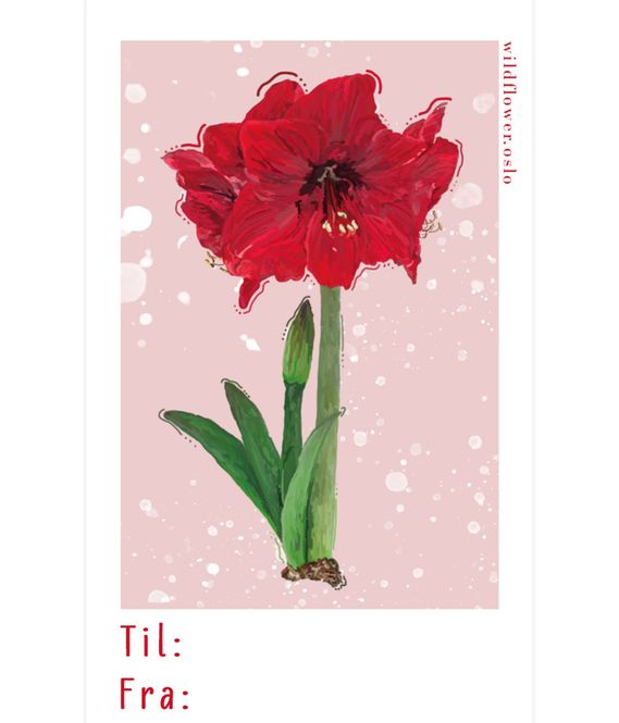 Hovedbilde Amaryllis Pakkelapp