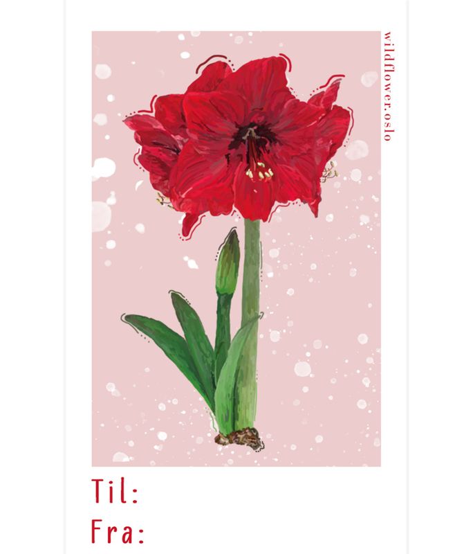 Amaryllis Pakkelapp